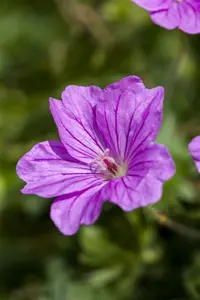 geranium hybr. 'blushing turtle'® P9 - afbeelding 2