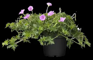 geranium hybr. 'blushing turtle'® P9 - afbeelding 2