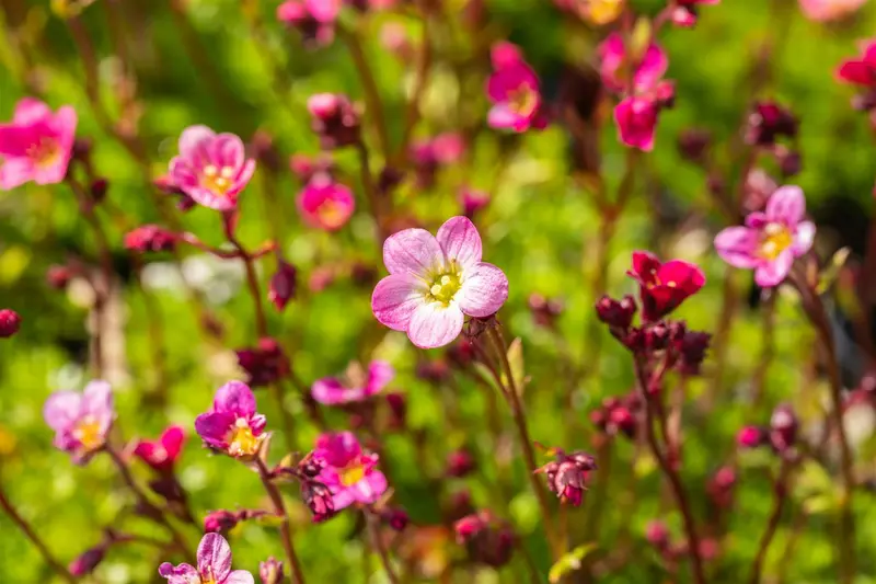 saxifraga (a) 'bluetenteppich' P9