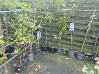 Bomen