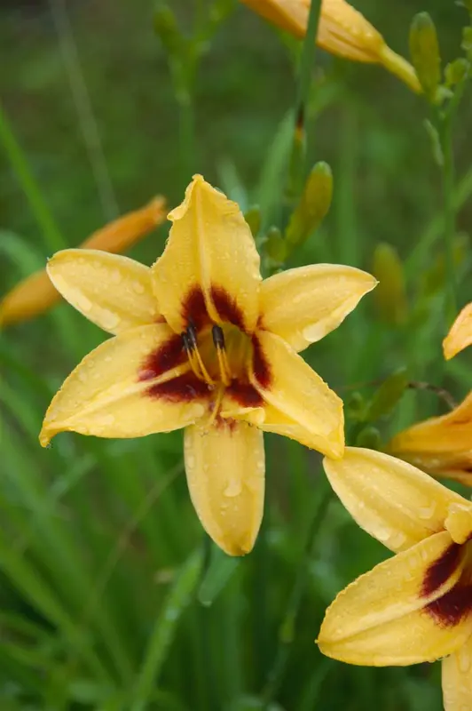 hemerocallis hybr. 'bonanza' P9