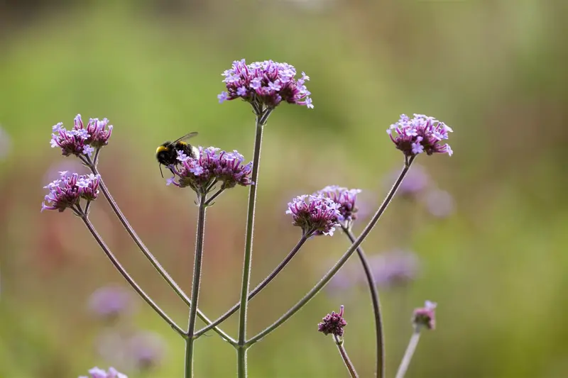 verbena bonariensis P9 - afbeelding 1