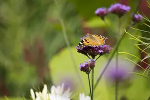 verbena bonariensis P9 - afbeelding 5
