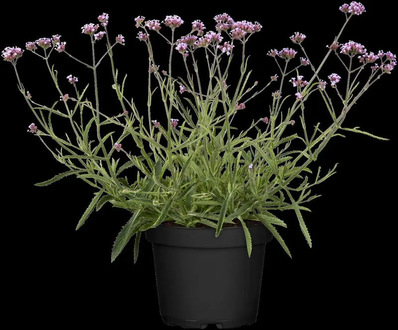 verbena bonariensis P9 - afbeelding 3