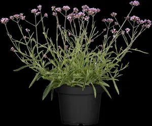 verbena bonariensis P9 - afbeelding 3