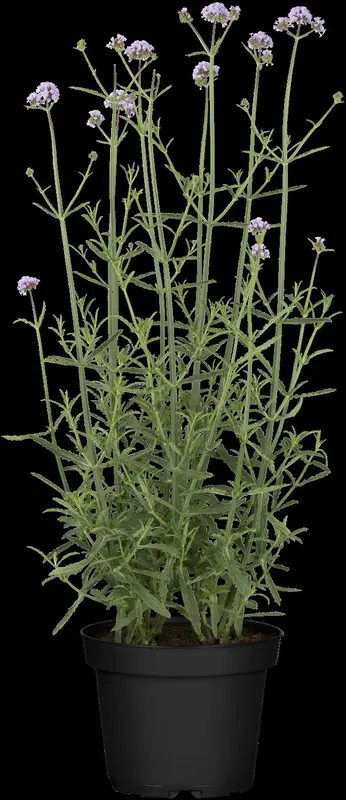 bonariensis - afbeelding 4