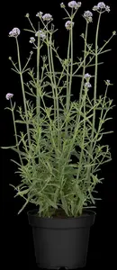 bonariensis - afbeelding 4