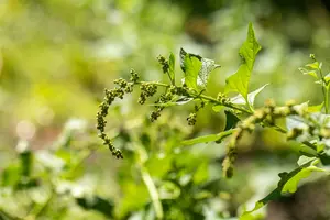 chenopodium bonus-henricus P9 - afbeelding 2