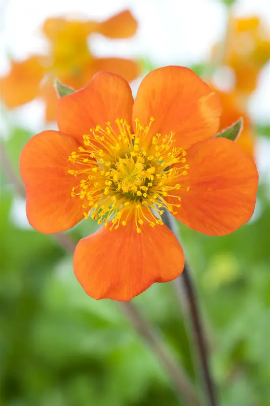 Geum cocc. 'Borisii' P9 - afbeelding 1