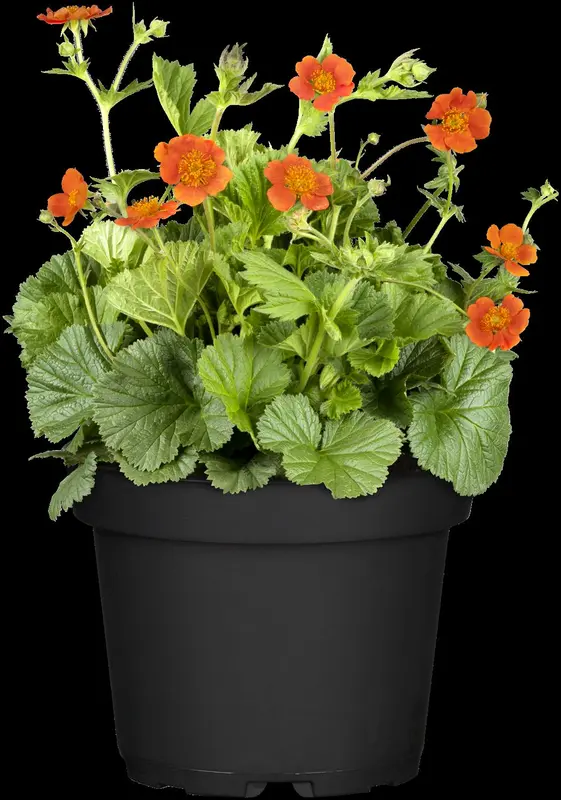 Geum cocc. 'Borisii' P9 - afbeelding 5