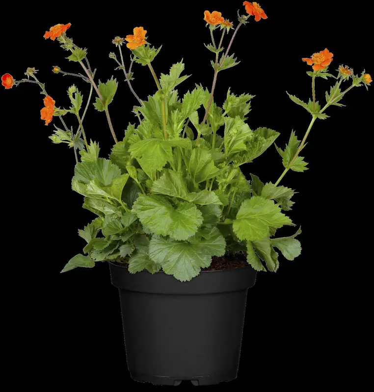 Geum cocc. 'Borisii' P9 - afbeelding 2