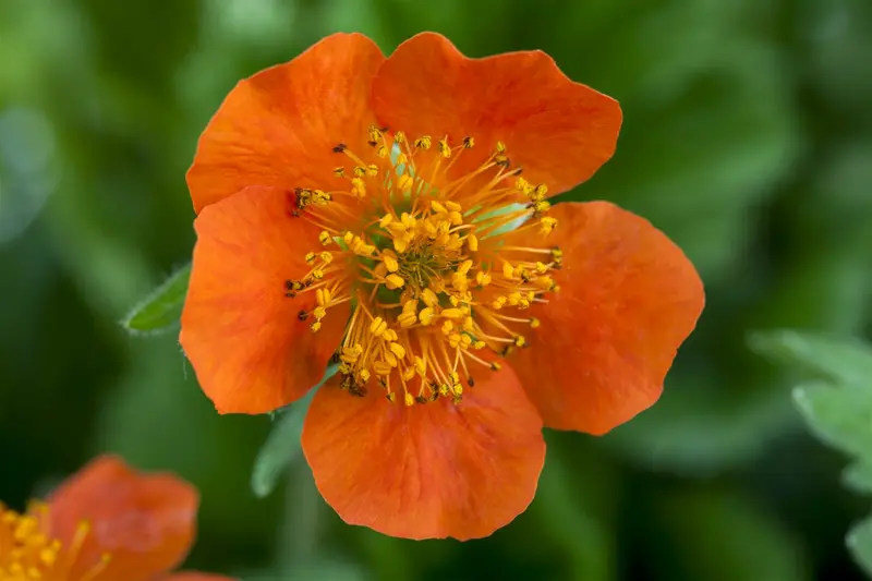 Geum cocc. 'Borisii' P9 - afbeelding 3