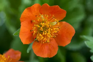 Geum cocc. 'Borisii' P9 - afbeelding 3