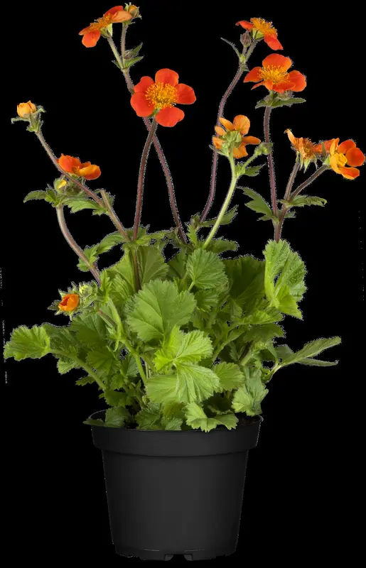 Geum cocc. 'Borisii' P9 - afbeelding 4