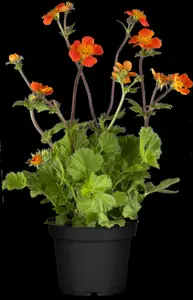 Geum cocc. 'Borisii' P9 - afbeelding 4