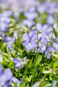 viola corn. 'boughton blue' P9 - afbeelding 2