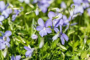 viola corn. 'boughton blue' P9 - afbeelding 2