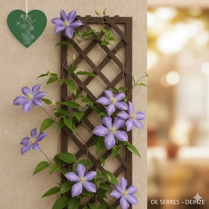 Clematis 'Boulevard® Olympia' C (50- 60)