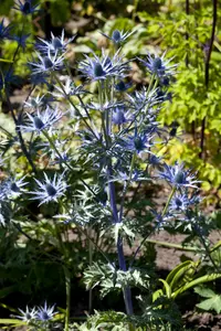 eryngium bourgatii P9 - afbeelding 3