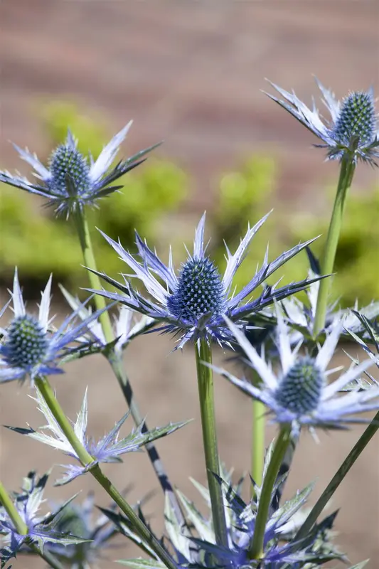 eryngium bourgatii P9 - afbeelding 4