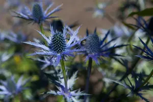 eryngium bourgatii P9 - afbeelding 5
