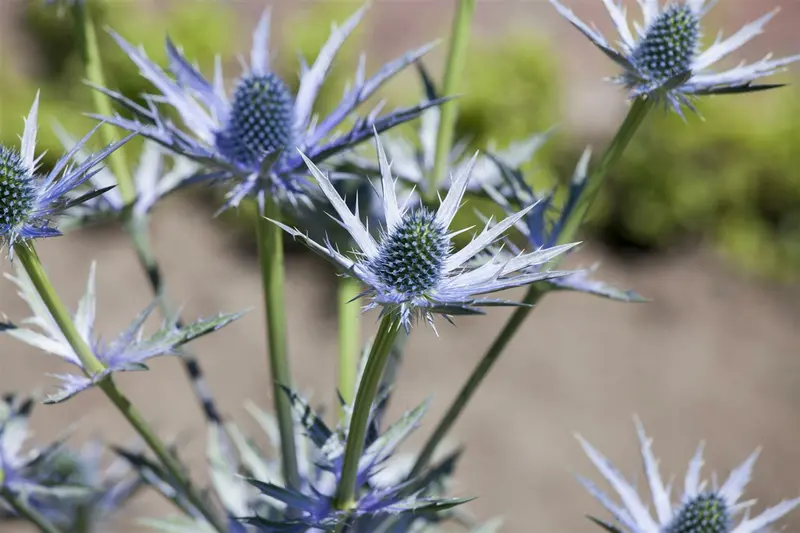 eryngium bourgatii P9 - afbeelding 5