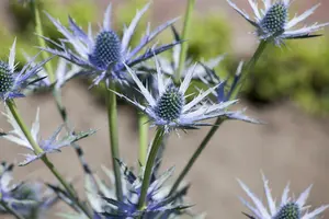 eryngium bourgatii P9 - afbeelding 5