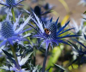 eryngium bourgatii P9 - afbeelding 2