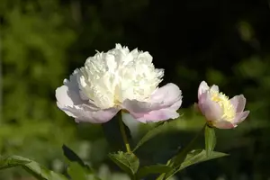 Bowl of Beauty - afbeelding 5