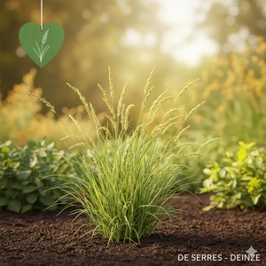 Brachypodium sylvaticum P9