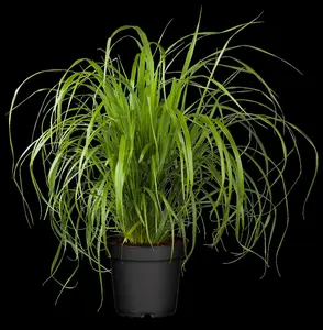 calamagrostis brachytricha ( stipa brachytricha) P9 - afbeelding 5