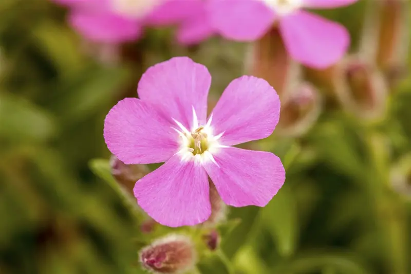 saponaria hybr. 'bressingham' P9 - afbeelding 1