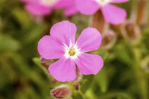 saponaria hybr. 'bressingham' P9 - afbeelding 2