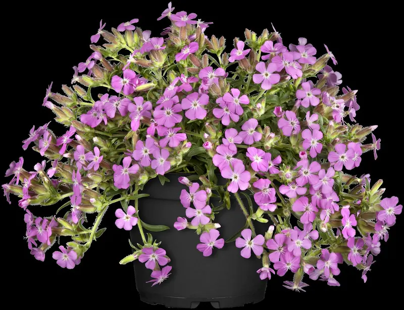 saponaria hybr. 'bressingham' P9 - afbeelding 2