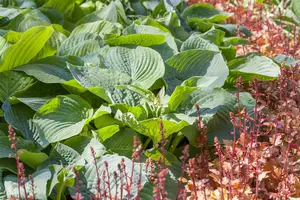 hosta hybr. 'bressingham blue' P9