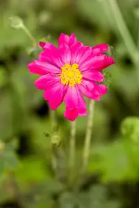 Anemone hybr. 'Bressingham Glow' P9 - afbeelding 5