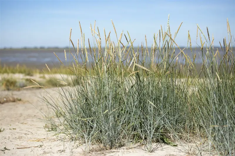 ammophila breviligulata P9 - afbeelding 2