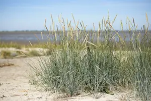ammophila breviligulata P9 - afbeelding 2