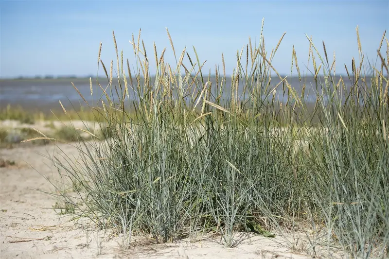 ammophila breviligulata P9 - afbeelding 3