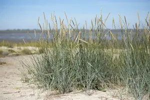 ammophila breviligulata P9 - afbeelding 3