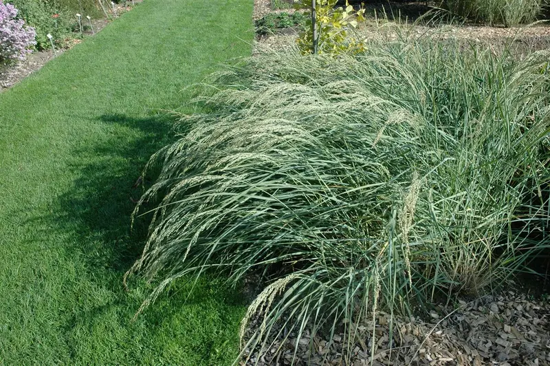 ammophila breviligulata P9 - afbeelding 4