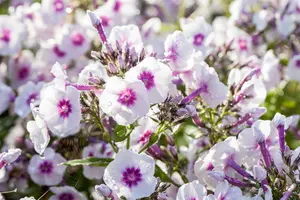 phlox (p) 'bright eyes' P9 - afbeelding 2