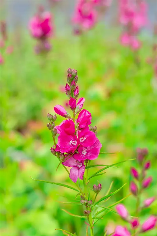 sidalcea oregana 'brilliant' P9 - afbeelding 1