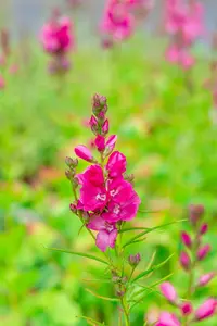 sidalcea oregana 'brilliant' P9 - afbeelding 2