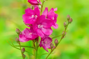 sidalcea oregana 'brilliant' P9 - afbeelding 2