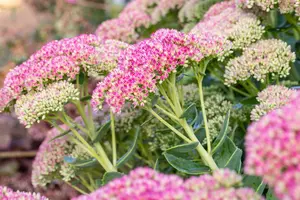 sedum spect. 'brillant' P9 - afbeelding 5