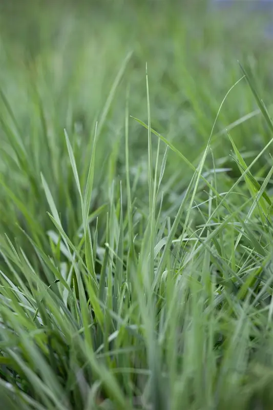 Briza media 'Thinkerbell' P9