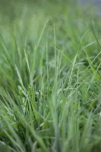 Briza media 'Thinkerbell' P9