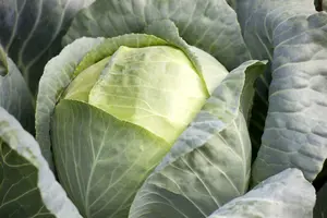 broccoli groene calabrese - afbeelding 3