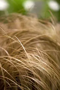 carex comans 'bronze form' P9 - afbeelding 3